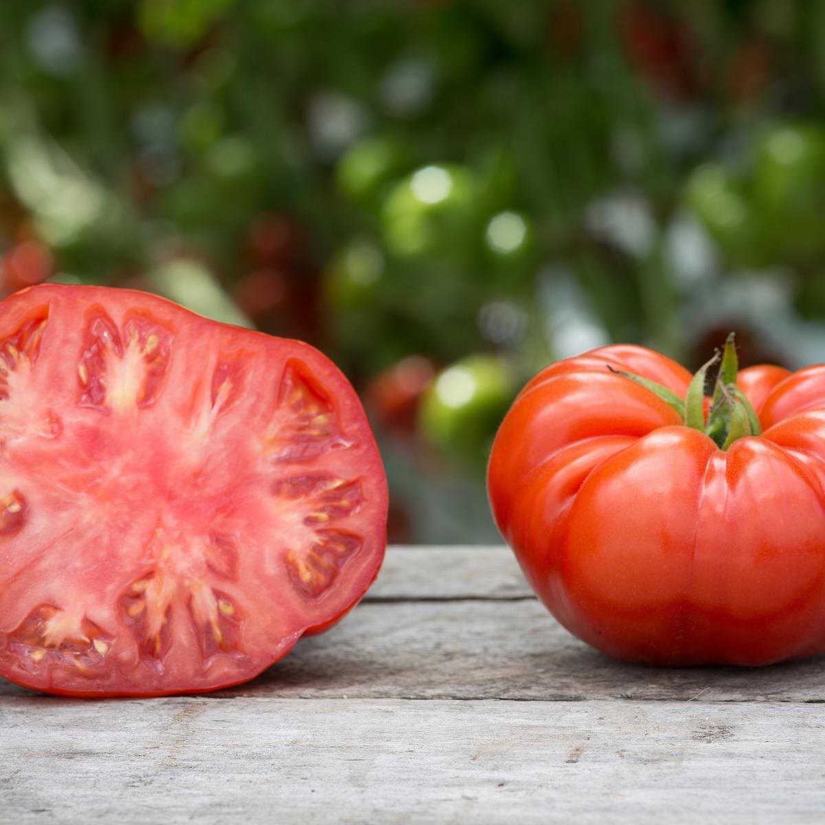 Как добиться рекордного урожая помидоров: три ключевых правила