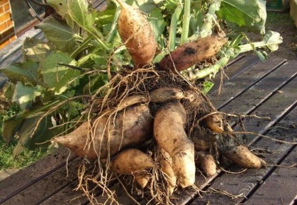 Как правильно сохранить георгины на зиму: советы для идеального цветения весной