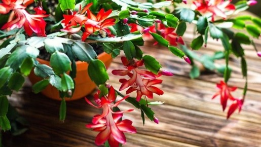 Как создать идеальные условия для цветения декабриста в домашних условиях