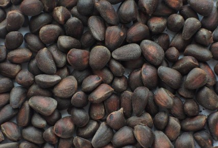 Так есть кедровые орехи нельзя: до отравления рукой подать