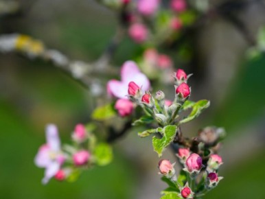 Когда весной обрезка растений может стать роковой ошибкой?