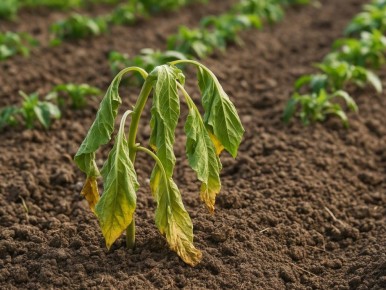 Как спасти растения: эффективные советы по восстановлению корневой системы