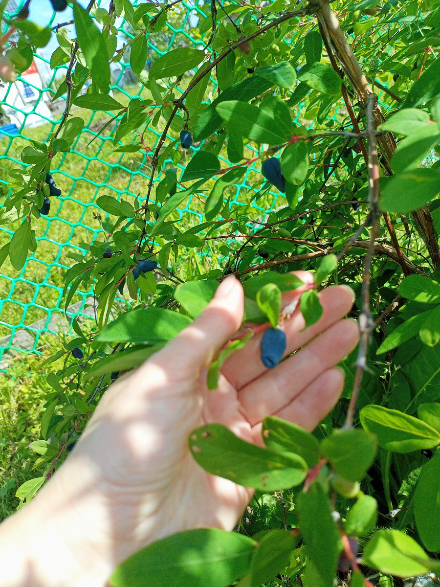 Когда июль уже на пороге: секреты вкусного копчёного мяса