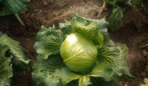 ��� ��������� �������� ������ ������� ��� ���������� ������