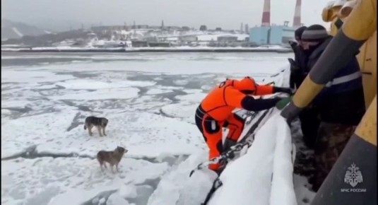 На помощь собакам, дрейфовавшим на льдине, пришли камчатские спасатели