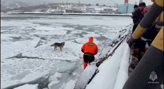 Камчатские спасатели сняли двух собак с дрейфующей льдины в бухте Раковой