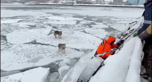 Хвостатая спецоперация: Спасатели сняли двух собак с льдины на Камчатке