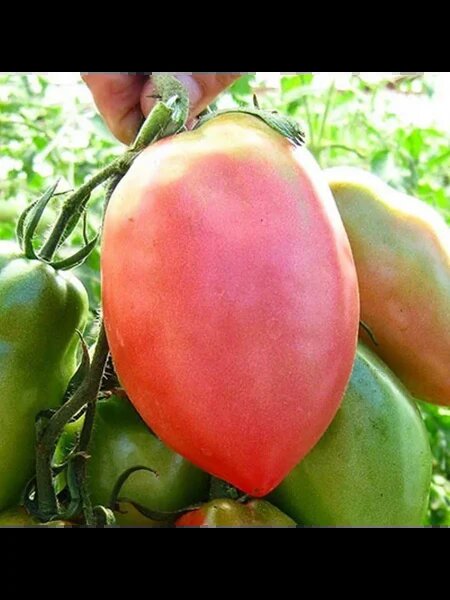 Томат ослиные уши розовые: гурманский сорт с уникальными качествами