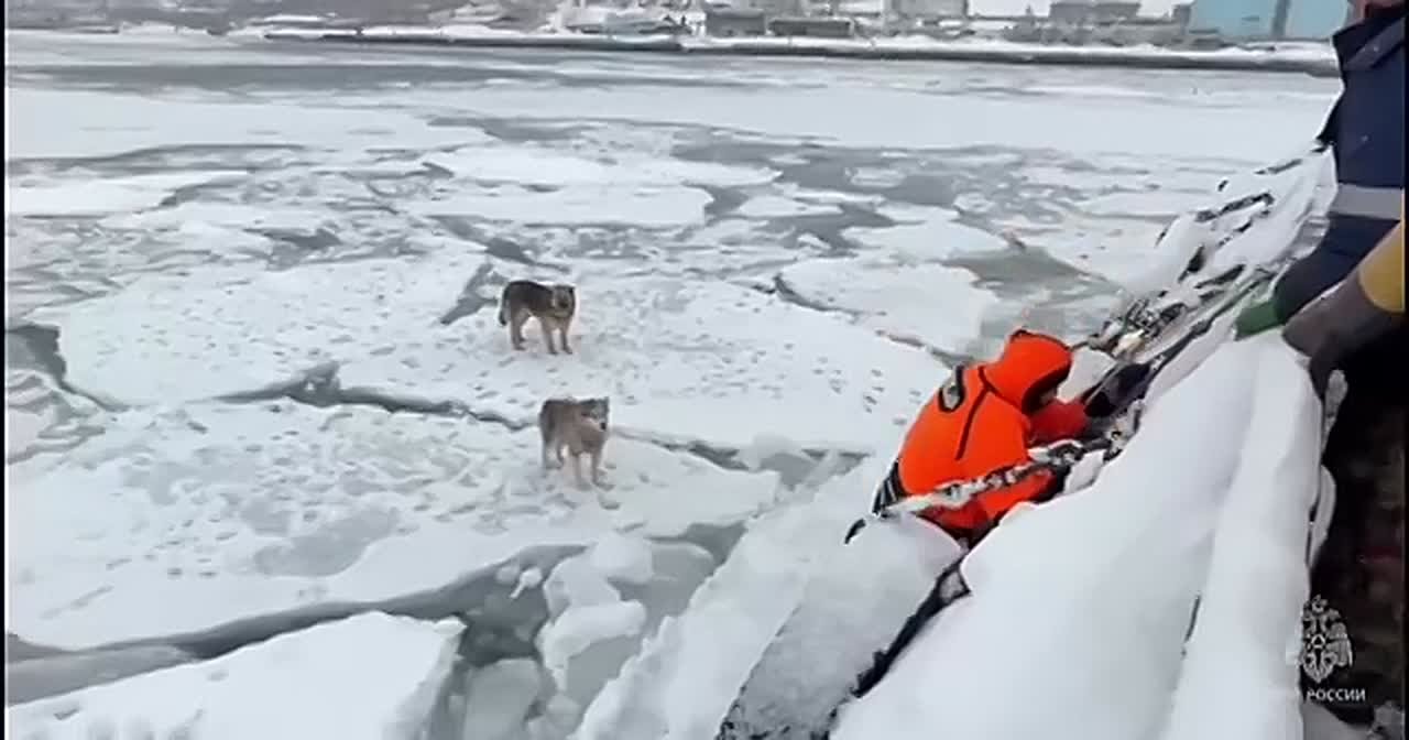 Собаки провели два дня на отколотой льдине у берегов Камчатки — замерзших хвостиков спасли сотрудники МЧС