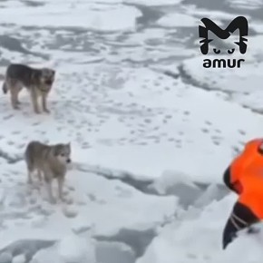 Собаки уплыли на льдине в Петропавловске-Камчатском