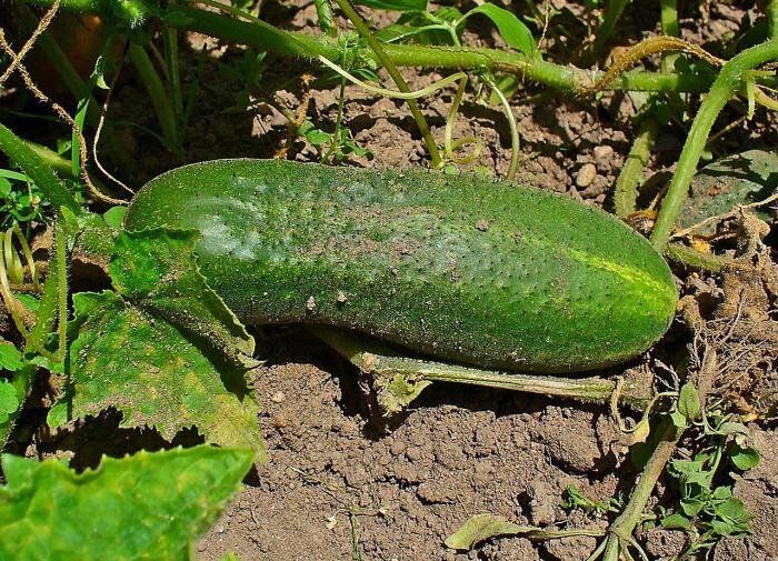 ��� �������� �������� ������ ������� �� ����: ������������ ������