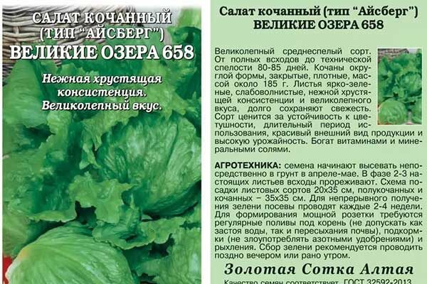 Выращивание салата Великие озёра: хитрости и советы от опытных огородников