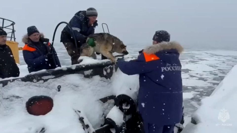 Ледяной плен, из которого не сбежать: сотрудники МЧС по Камчатскому краю спасли двух собак, дрейфовавших на льдине