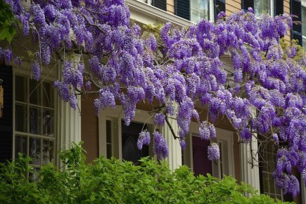 Секреты успешного выращивания глицинии: от посадки до цветения