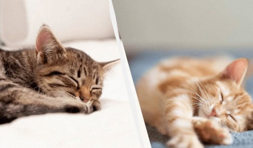 Зимние сны кошек: почему ваши питомцы спят больше и как помочь им