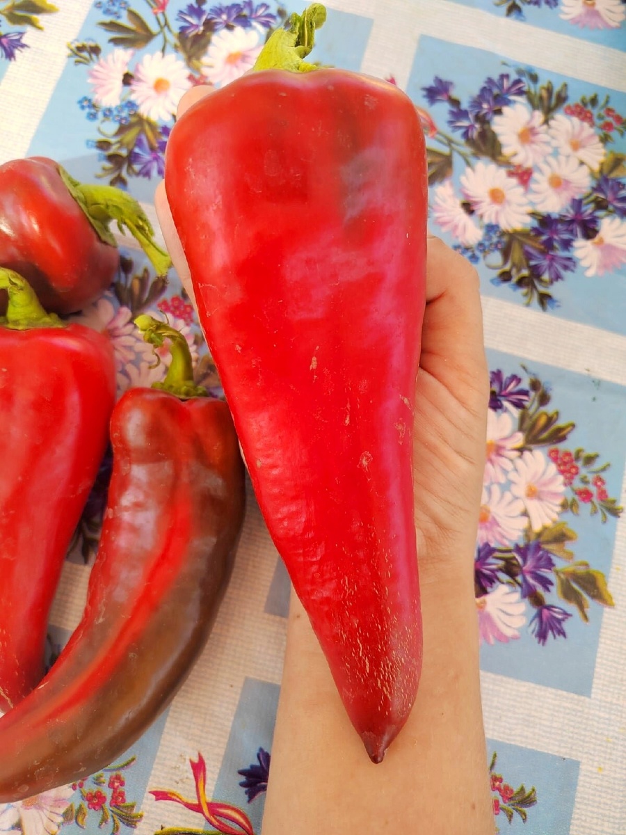 Как вырастить вкусный и обильный урожай болгарского перца