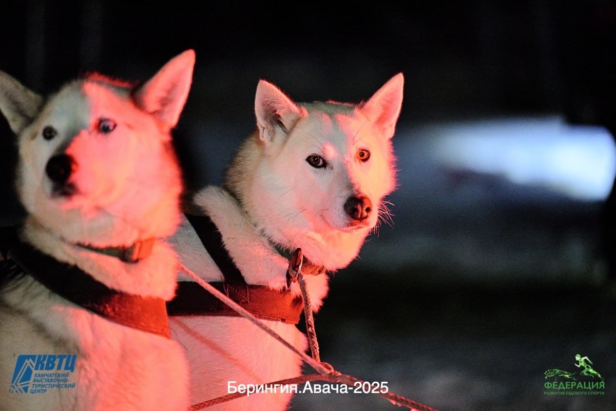#Анонс. 8 февраля стартует новый сезон Камчатской традиционной гонки на собачьих упряжках «Берингия–2026» #Анонс. 8 февраля стартует новый сезон Камчатской традиционной гонки на собачьих упряжках «Берингия–2026»