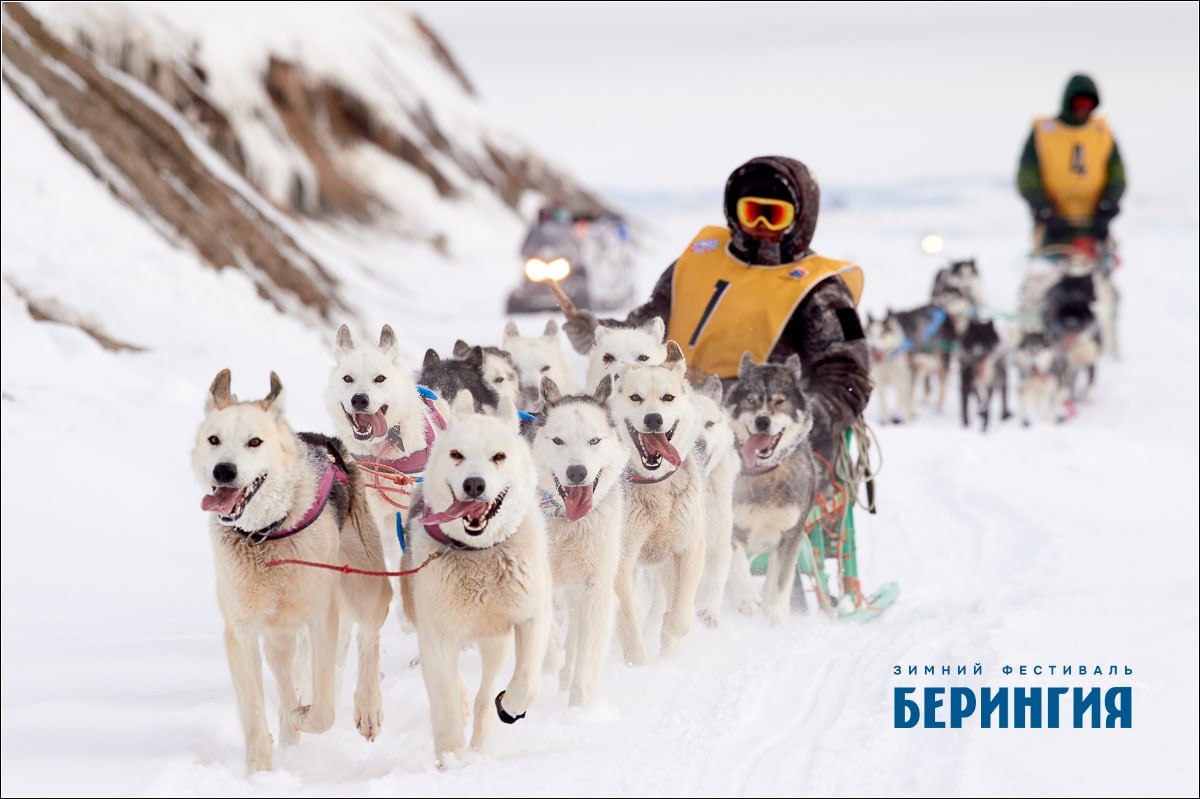 #Анонс. 8 февраля стартует новый сезон Камчатской традиционной гонки на собачьих упряжках «Берингия–2026» #Анонс. 8 февраля стартует новый сезон Камчатской традиционной гонки на собачьих упряжках «Берингия–2026»