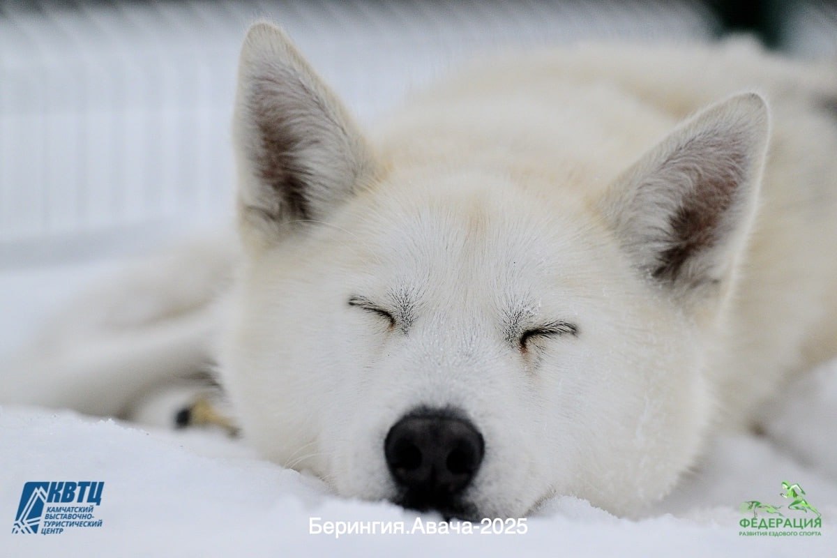 #Анонс. 8 февраля стартует новый сезон Камчатской традиционной гонки на собачьих упряжках «Берингия–2026» #Анонс. 8 февраля стартует новый сезон Камчатской традиционной гонки на собачьих упряжках «Берингия–2026»