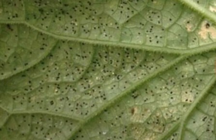 ����������� ������� � ��������� ������: ��� �������� ������