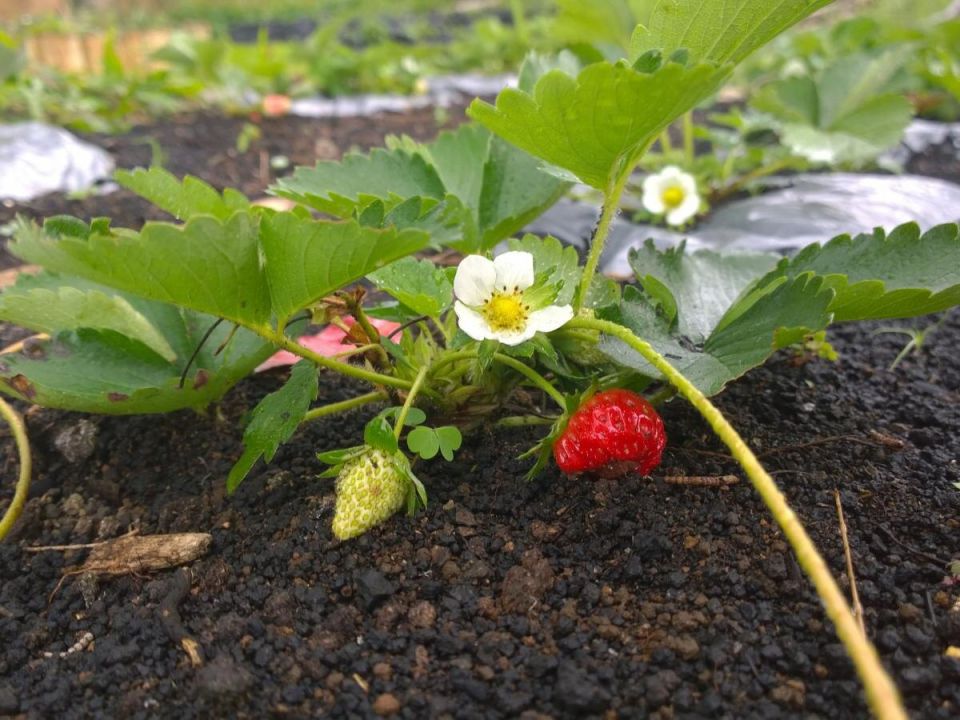 Цветы, которые спасут клубнику: экологичные решения для вашего сада