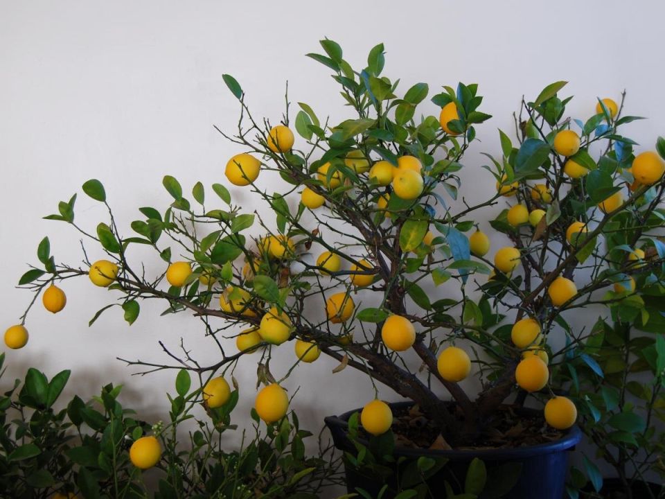 Почему лимонное дерево сбрасывает листья и как это предотвратить