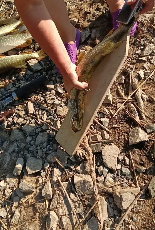 Как облегчить процесс чистки рыбы и сохранить время