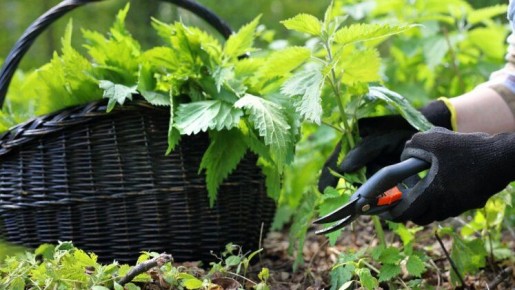 ������ �����������: ��������� ������� ��� �������