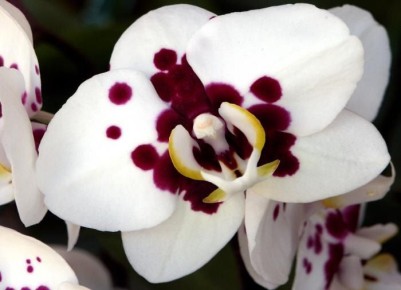 ����������� ������� ��� ������� �������� ����� ��������