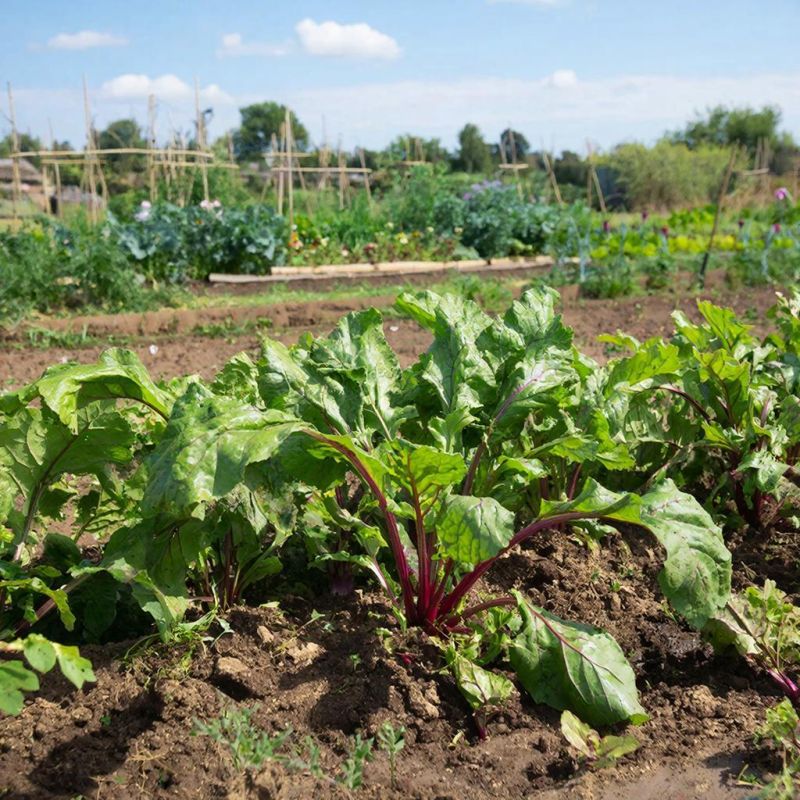 Как сохранить свеклу до весны: советы и хитрости