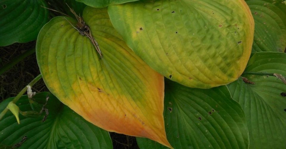 Как уберечь хосты от солнца: секреты спасения и идеальных условий для тенелюбивых красавиц