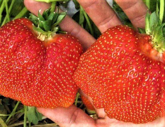 Как заботиться о садовой землянике: советы, которые помогут сохранить урожай