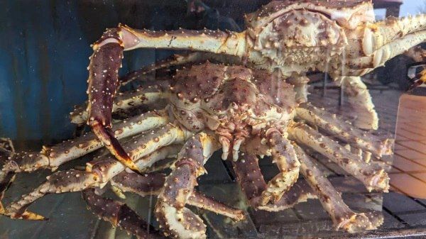 Ради камчатского краба пункт пропуска Суйфэньхэ оптимизировал процессы