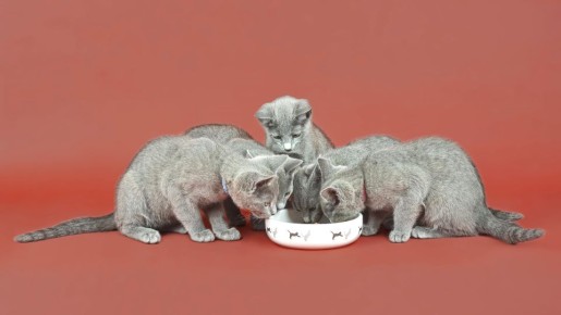 ����� ������� ����������: ����� �������� ��������������� ������ � �������