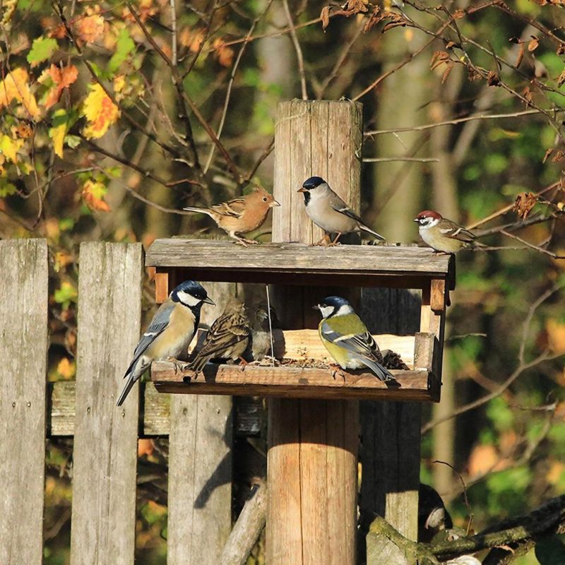Умная кормушка: наблюдайте за птицами с комфортом