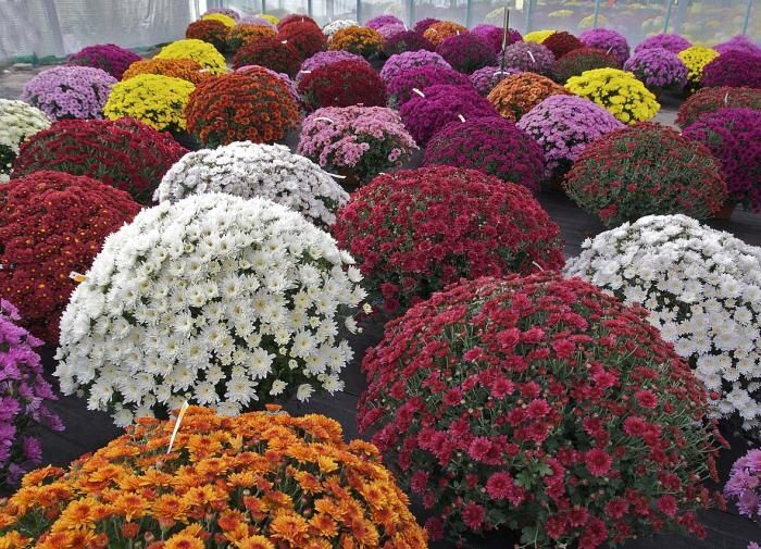 Осенний сад снова радует: хризантемы цветут без лишних хлопот