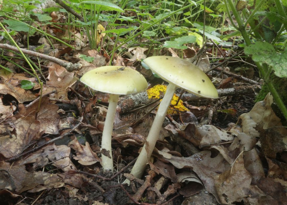 О бледной поганке: самые интересные факты о грибах