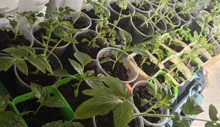 Лучшие дни для высадки помидоров в теплицах