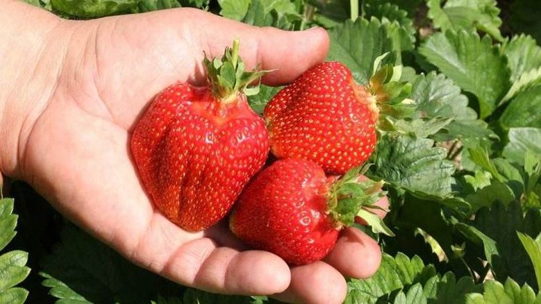 Как вырастить клубнику весом до 40 граммов за месяц: секреты успешного ухода