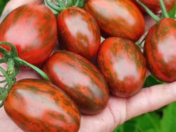 Томат Суперэкзотик: удивительный сорт с шоколадными плодами и высокими урожаями