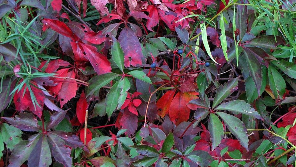 Девичий виноград как жизнь в одной ягоде: зачем он нужен женщине сегодня