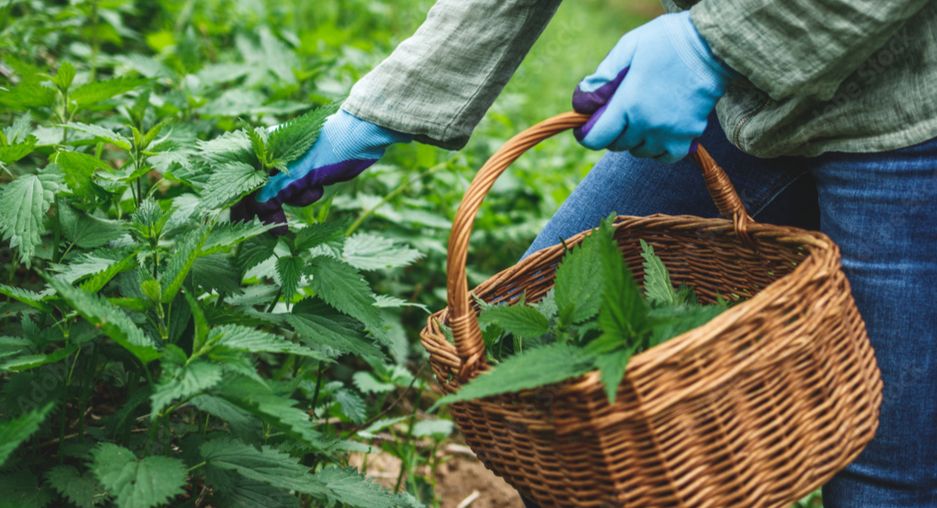 Крапива: секретное оружие для вашего дачного участка