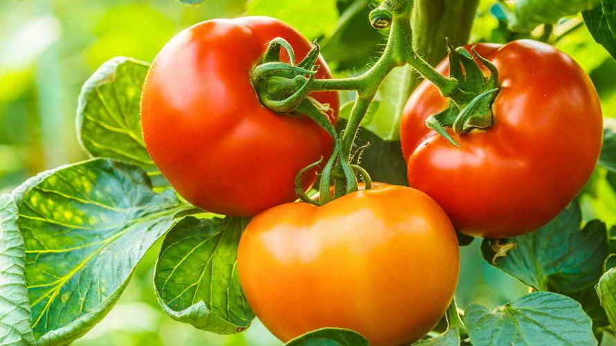 Как собрать первый урожай томатов на два месяца раньше: секреты успеха
