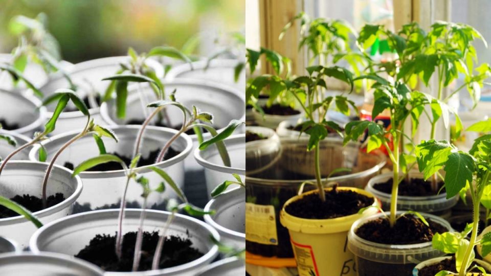 Неожиданные результаты: ранняя рассада томатов обошла мартовскую