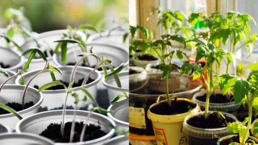 ����������� ����������: ������ ������� ������� ������ ����������