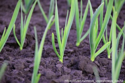 ��� �������� �������� ������ �������: ������� �������� ���������