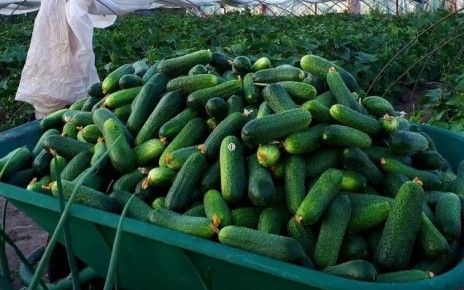 ������ ������ ����� ������ � ����������: ���������� ������� �������