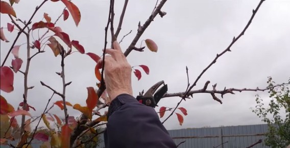 ��� �������� �������� �����: ������ ��� ��������� ��������