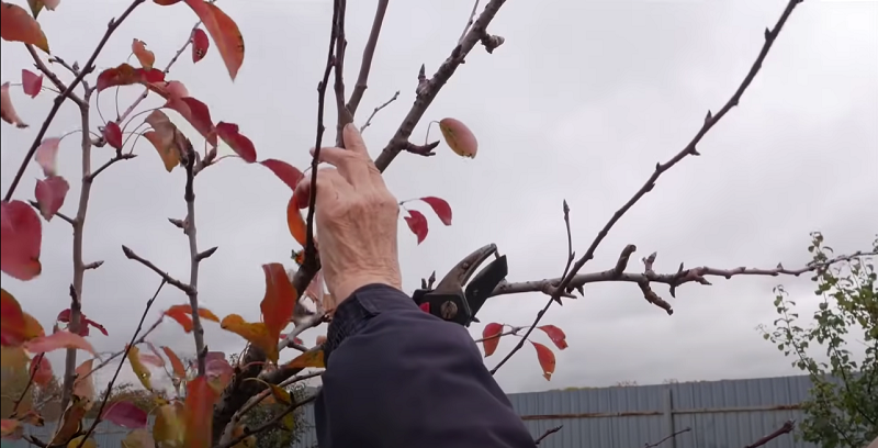 Как грамотно обрезать груши: советы для успешного садовода