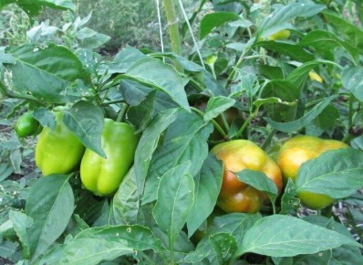 Как быстро и эффективно дозарить перцы: секреты хранения и созревания